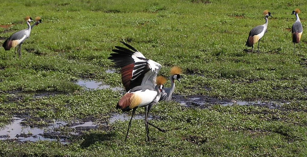 Elsewhere in the swamp, we see mated pairs of crowned cranes.