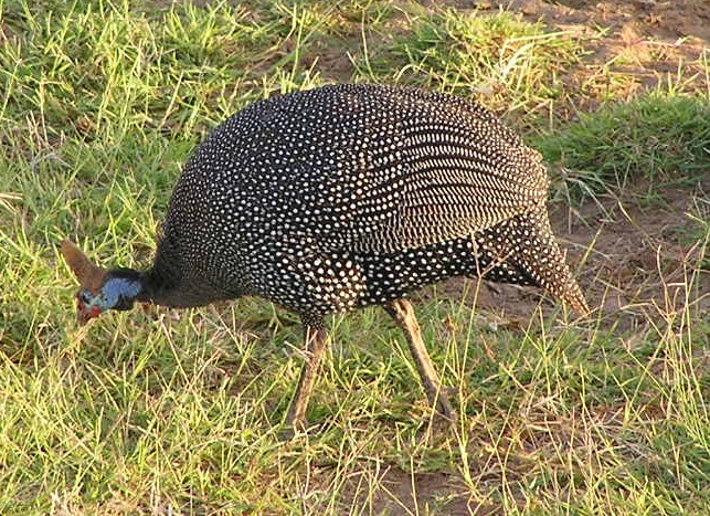 African Fowl