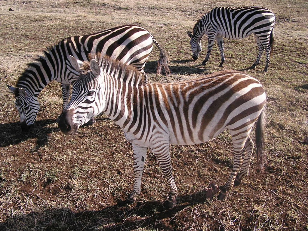 zebra with young