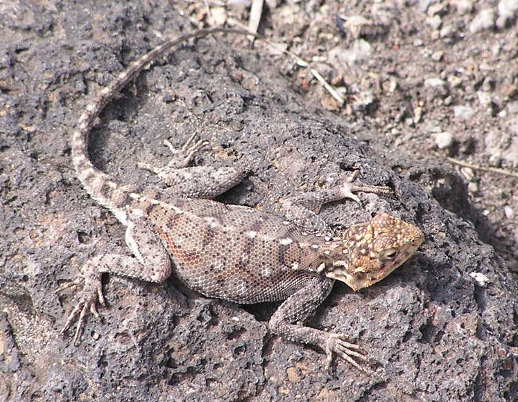 Pictures Of Yellow Spotted Lizards 65
