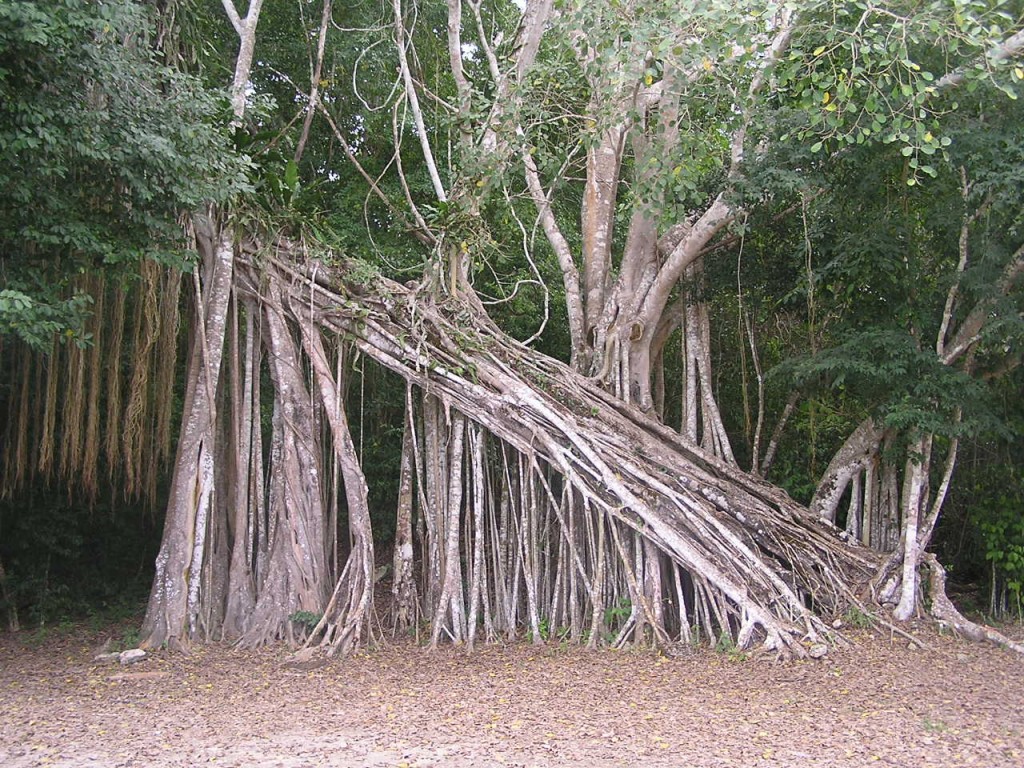 2005.01.04.kinichna_ficus.jpg